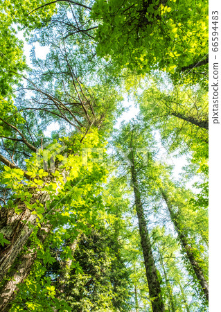 恩巴拉高地的新鮮綠色景觀 66594483