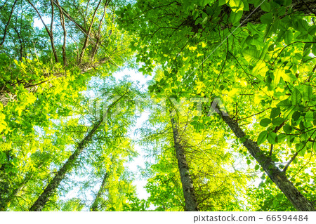 恩巴拉高地的新鮮綠色景觀 66594484