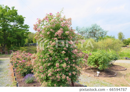 Rose flower Mozart Rose flower Mozart 66594787