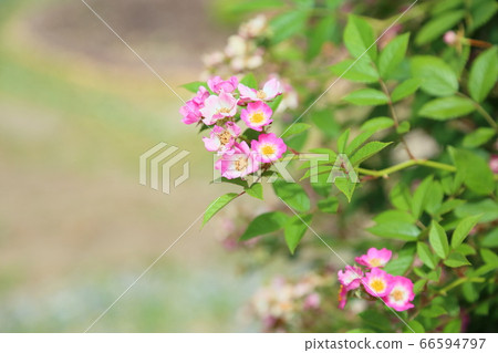 Rose flower rainbow knockout Rose flower rainbow knockout 66594797