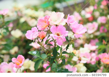 玫瑰花朵彩虹淘汰賽 玫瑰花朵彩虹淘汰賽 66594799