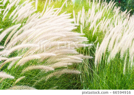 Imperata cylindrica Beauv grass in nature Imperata cylindrica Beauv grass in nature 66594916