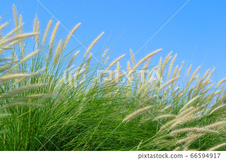 Fourtain grass in nature agent blue sky Fourtain grass in nature agent blue sky 66594917