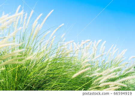 Fourtain grass in nature agent blue sky Fourtain grass in nature agent blue sky 66594919