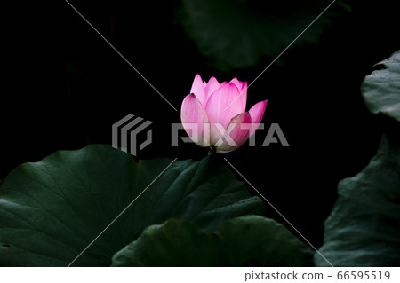 Lotus Lotus 66595519