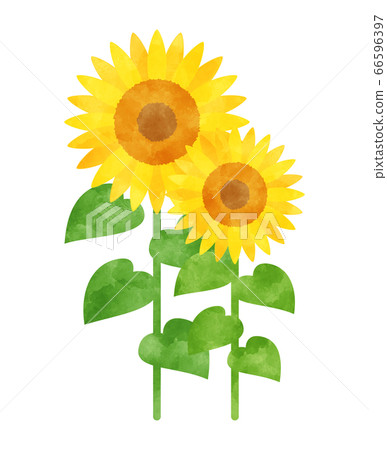 Sunflower watercolor picture Sunflower watercolor picture 66596397