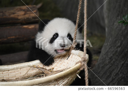 小熊貓 小熊貓 66596563