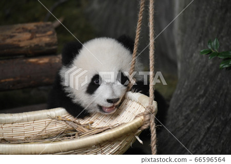 小熊貓 小熊貓 66596564