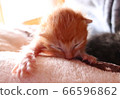 A young kitten 66596862