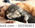 A young kitten 66596863