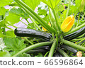 zucchini  66596864