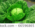 Cabbage before harvest 66596865