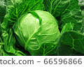 Cabbage before harvest 66596866