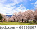 Spring at Iiyama Castle Ruins 66596867