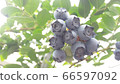 Blueberry Fruit 66597092