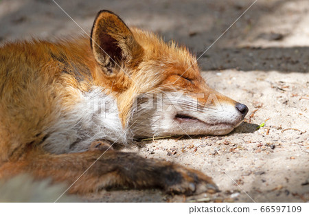 Close up of a Red fox sleeping Close up of a Red fox sleeping 66597109