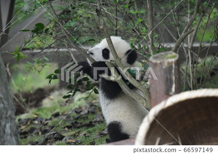 Baby panda Baby panda 66597149