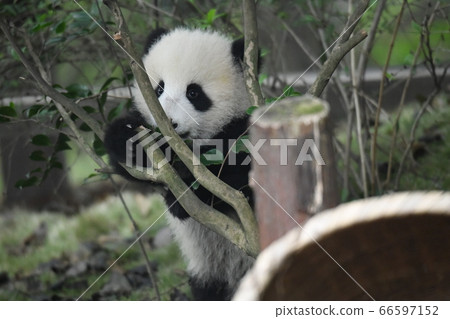 Baby panda Baby panda 66597152