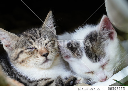 Sleepy stray cat kitten Sleepy stray cat kitten 66597255