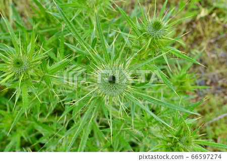 A bird's-eye view of the bush A bird's-eye view of the bush 66597274