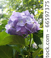 紫色繡球花和蜘蛛 66597375