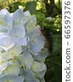 淺藍色繡球花和毛毛蟲 66597376