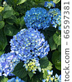 藍色繡球花 66597381
