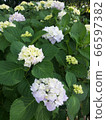 白色繡球花 66597382