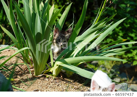 Stray cat kittens playing with flowers 66597437