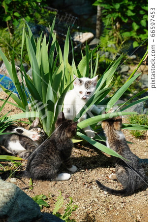 Stray cat kittens playing with flowers Stray cat kittens playing with flowers 66597453