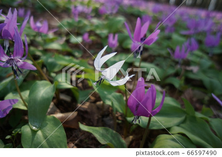 Shirobana Katakuri (white flower Kataguri) Shirobana Katakuri (white flower Kataguri) 66597490