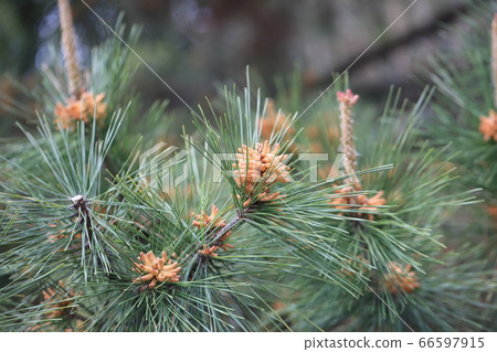 Pine Pine 66597915