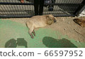 Capybara's nap (^-^) 66597952