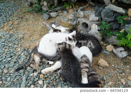 Breastfeeding stray cats Breastfeeding stray cats 66598129