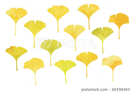 銀杏水彩紋理 66598483