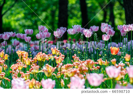 Colorful tulip smiles 66598710