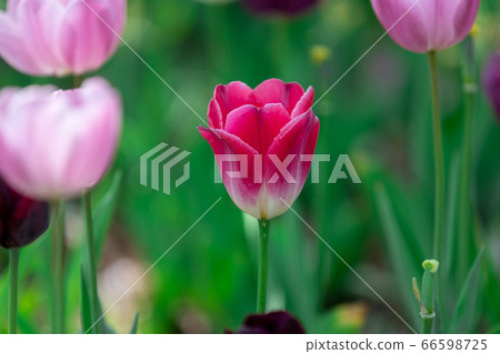 Colorful tulip smiles Colorful tulip smiles 66598725