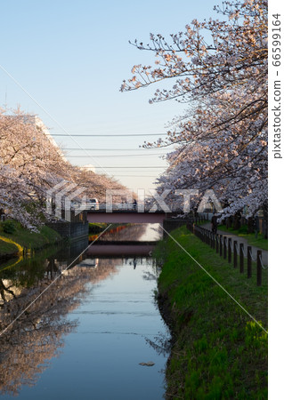 March Sakura Spring, Soka City, Saitama Prefecture 66599164