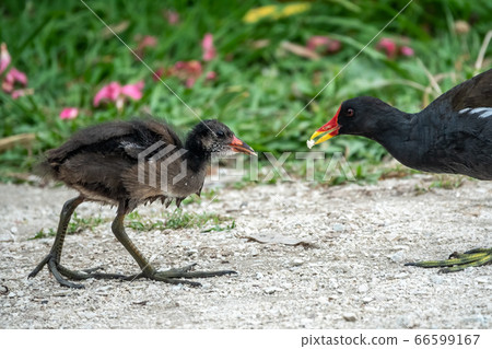 Common moorhene, Gallinula chloropus, feeding its chick Common moorhene, Gallinula chloropus, feeding its chick 66599167