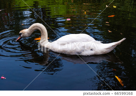 A graceful white swan swimming on a lake with dark water 66599168