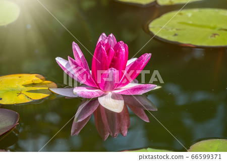 Pink water lily flower, Nymphaea lotus 66599371