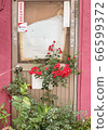 A flower on the roadside 66599372