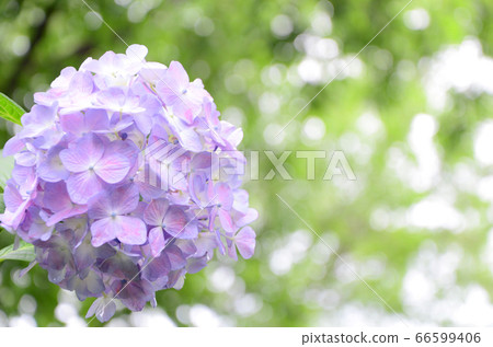 Hydrangea at Tsurumi Ryokuchi Park (Osaka) Hydrangea at Tsurumi Ryokuchi Park (Osaka) 66599406