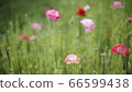 poppy 66599438