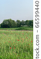 Poppy flower field 66599440
