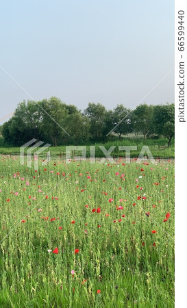 Poppy flower field Poppy flower field 66599440