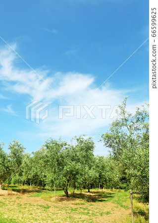 香川縣小豆島藍天和橄欖樹 香川縣小豆島藍天和橄欖樹 66599625