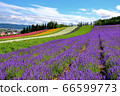 北海道富良野農場富田薰衣草 66599773