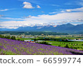 從北海道富田農場出發... 66599774