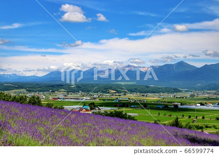 從北海道富田農場出發... 66599774
